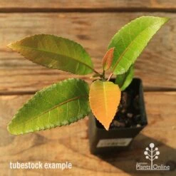 Elaeocarpus Prima Donna - Blueberry Ash 15 Elaeocarpus Prima Donna - Blueberry Ash -Plant Seed Store apo tubestock prima donna top