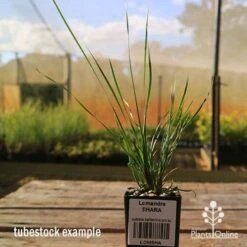 Lomandra SHARA 11 Lomandra SHARA -Plant Seed Store apo tubestock shara sky