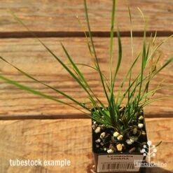 Lomandra SHARA 14 Lomandra SHARA -Plant Seed Store apo tubestock shara top