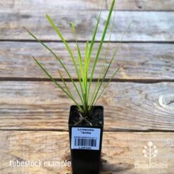 Lomandra Tanika 8 Lomandra Tanika -Plant Seed Store apo tubestock tanika