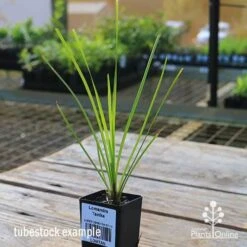 Lomandra Tanika 10 Lomandra Tanika -Plant Seed Store apo tubestock tanika side