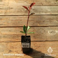 Photinia Thin Red 14 Photinia Thin Red -Plant Seed Store apo tubestock thin red