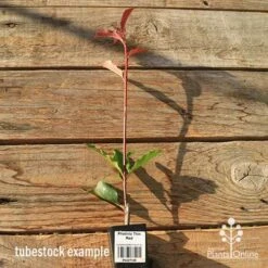 Photinia Thin Red 21 Photinia Thin Red -Plant Seed Store apo tubestock thin red tall