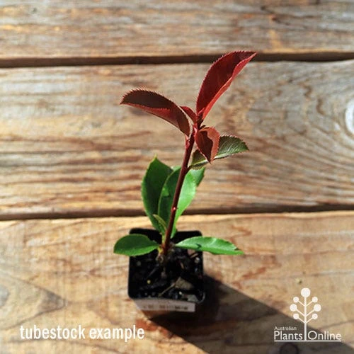 Photinia Thin Red 10 Photinia Thin Red - Image 10