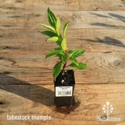 Tibouchina Allure 12 Tibouchina Allure -Plant Seed Store apo tubestock tibouchina allure