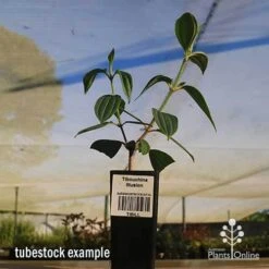 Tibouchina Illusion 25 Tibouchina Illusion -Plant Seed Store apo tubestock tibuchina illusion