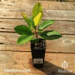 Tristaniopsis Luscious - Water Gum 20 Tristaniopsis Luscious - Water Gum -Plant Seed Store apo tubestock tristaniopsis