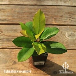 Tristaniopsis Luscious - Water Gum 30 Tristaniopsis Luscious - Water Gum -Plant Seed Store apo tubestock tristaniopsis top