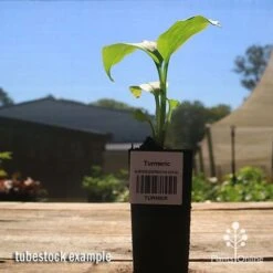 Turmeric 9 Turmeric -Plant Seed Store apo turmeric curcuma longa tubestock plant