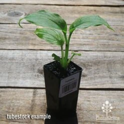 Turmeric 12 Turmeric -Plant Seed Store apo turmeric tubestock plant