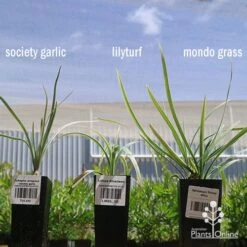 Liriope Silverlawn 13 Liriope Silverlawn -Plant Seed Store apo variegated grass comparison2 2