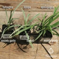 Liriope Silverlawn 12 Liriope Silverlawn -Plant Seed Store apo variegated grass comparison 2