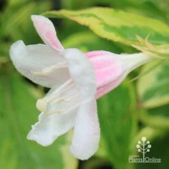 Weigela Variegated 27 Weigela Variegated -Plant Seed Store apo variegated weigela bud