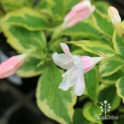Weigela Variegated 19 Weigela Variegated -Plant Seed Store apo variegated weigela buds