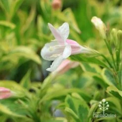 Weigela Variegated 28 Weigela Variegated -Plant Seed Store apo variegated weigela flower close