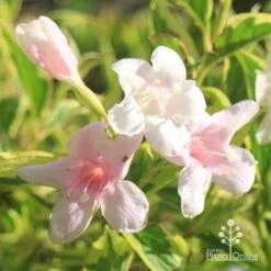 Weigela Variegated 17 Weigela Variegated -Plant Seed Store apo variegated weigela flowers