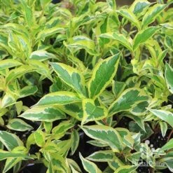 Weigela Variegated 23 Weigela Variegated -Plant Seed Store apo variegated weigela foliage