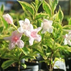 Weigela Variegated 22 Weigela Variegated -Plant Seed Store apo variegated weigela tubestock flower