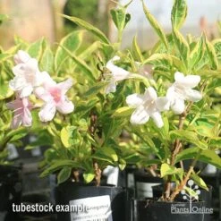Weigela Variegated 26 Weigela Variegated -Plant Seed Store apo variegated weigela tubestock flowering