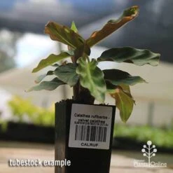 Calathea Rufibarba - Velvet Calathea 7 Calathea Rufibarba - Velvet Calathea -Plant Seed Store apo velvet calathea tubestock