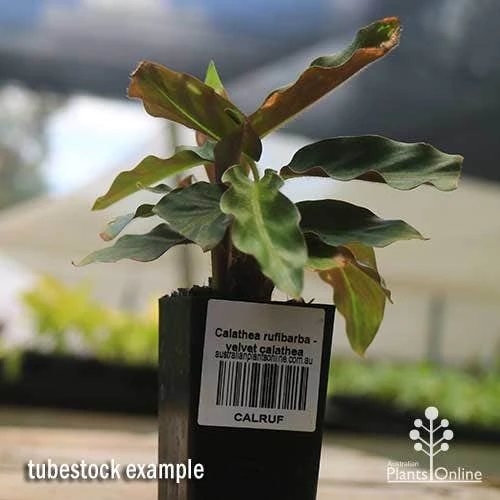 Calathea Rufibarba - Velvet Calathea 3 Calathea Rufibarba - Velvet Calathea - Image 3