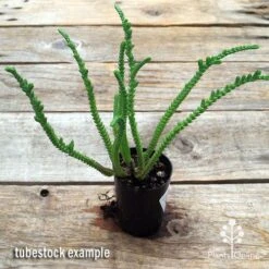 Crassula - Watchchain, Rat Tail Succulent -Plant Seed Store apo watch chain crassula tubestock