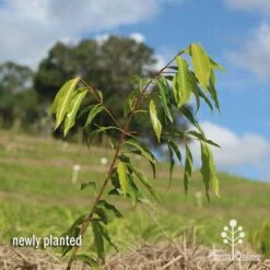 Waterhousea Sweeper - Weeping Lilly Pilly 15 Waterhousea Sweeper - Weeping Lilly Pilly -Plant Seed Store apo waterhousea sweeper 1