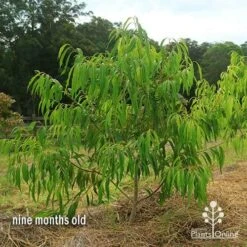 Waterhousea Sweeper - Weeping Lilly Pilly 16 Waterhousea Sweeper - Weeping Lilly Pilly -Plant Seed Store apo waterhousea sweeper 2