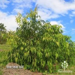 Waterhousea Sweeper - Weeping Lilly Pilly 17 Waterhousea Sweeper - Weeping Lilly Pilly -Plant Seed Store apo waterhousea sweeper 3