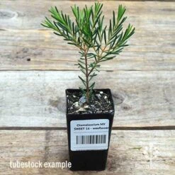 Chamelaucium MY SWEET 16™ - Waxflower 9 Chamelaucium MY SWEET 16™ - Waxflower -Plant Seed Store apo wax sweet 16