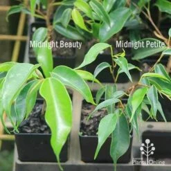 Ficus Benjamina Midnight Beauty - Weeping Fig -Plant Seed Store apo weeping fig leaf size