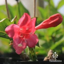 Weigela Eva Rathke 16 Weigela Eva Rathke -Plant Seed Store apo weigela eva rathke flower and bud