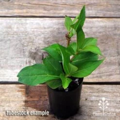 Weigela Eva Rathke 18 Weigela Eva Rathke -Plant Seed Store apo weigela eva rathke tubestock top