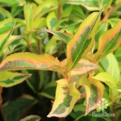 Weigela Variegated 20 Weigela Variegated -Plant Seed Store apo weigela variegated colour