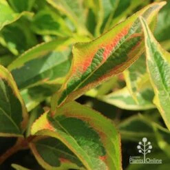 Weigela Variegated 25 Weigela Variegated -Plant Seed Store apo weigela variegated colour2
