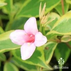 Weigela Variegated 29 Weigela Variegated -Plant Seed Store apo weigela variegated flower