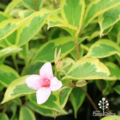 Weigela Variegated 24 Weigela Variegated -Plant Seed Store apo weigela variegated flower leaf