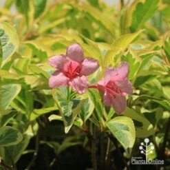 Weigela Variegated 18 Weigela Variegated -Plant Seed Store apo weigela variegated flowers