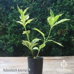 Weigela Variegated 21 Weigela Variegated -Plant Seed Store apo weigela variegated tubetock