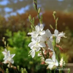 Gaura White 17 Gaura White -Plant Seed Store apo white gaura flowers2