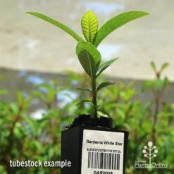 Gardenia White Star 9 Gardenia White Star -Plant Seed Store apo white star gardenia tubestock