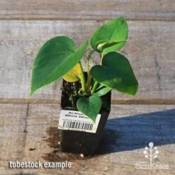 Anthurium White Winner 11 Anthurium White Winner -Plant Seed Store apo white winner tubestock top