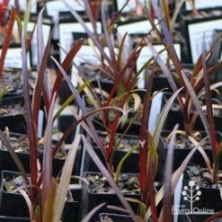 Crinum Wine Time - Swamp Lily -Plant Seed Store apo wine time tubestocks and fly