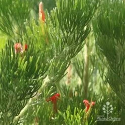 Adenanthos - Woolly Bush -Plant Seed Store apo woolly bush in flowercrop