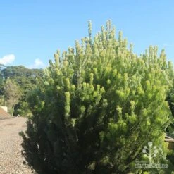 Adenanthos - Woolly Bush -Plant Seed Store apo woolly bush nursery