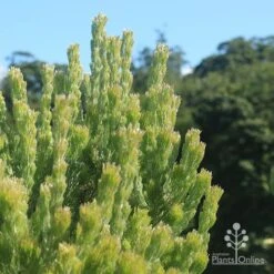 Adenanthos - Woolly Bush -Plant Seed Store apo woolly bush profile