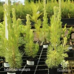 Adenanthos - Woolly Bush -Plant Seed Store apo woolly bush tubes