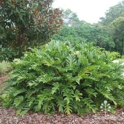 Philodendron Xanadu 21 Philodendron Xanadu -Plant Seed Store apo xanadu mature