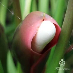 Philodendron Xanadu 17 Philodendron Xanadu -Plant Seed Store apo xanadu mature flowerbud