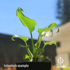 Philodendron Xanadu 18 Philodendron Xanadu -Plant Seed Store apo xanadu tubestock blue sky